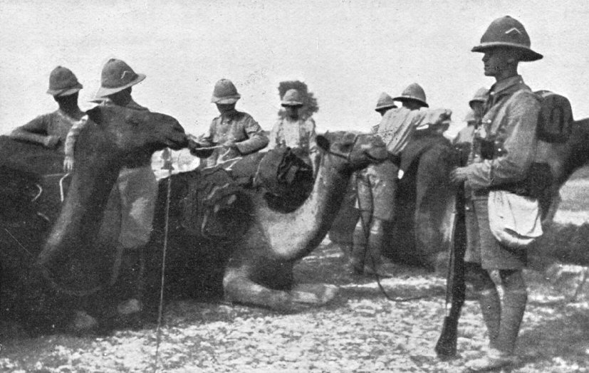 4th Battalion Loading baggage camels for Northern Army Manoeuvres